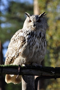Bird bird of prey plumage