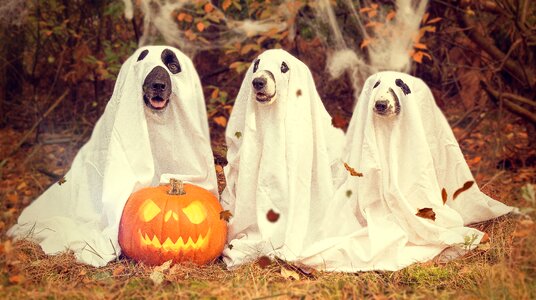 Halloween dogs ghost