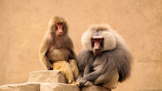 Hamadryas baboon monkeys photo