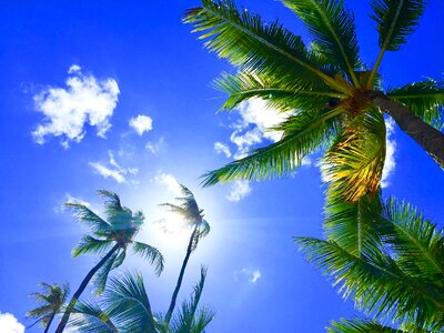 Hawaii sky palm tree photo