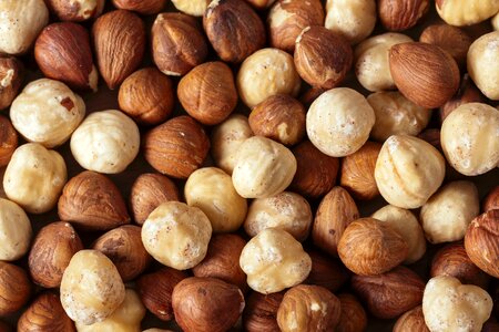 Hazelnut nuts photo