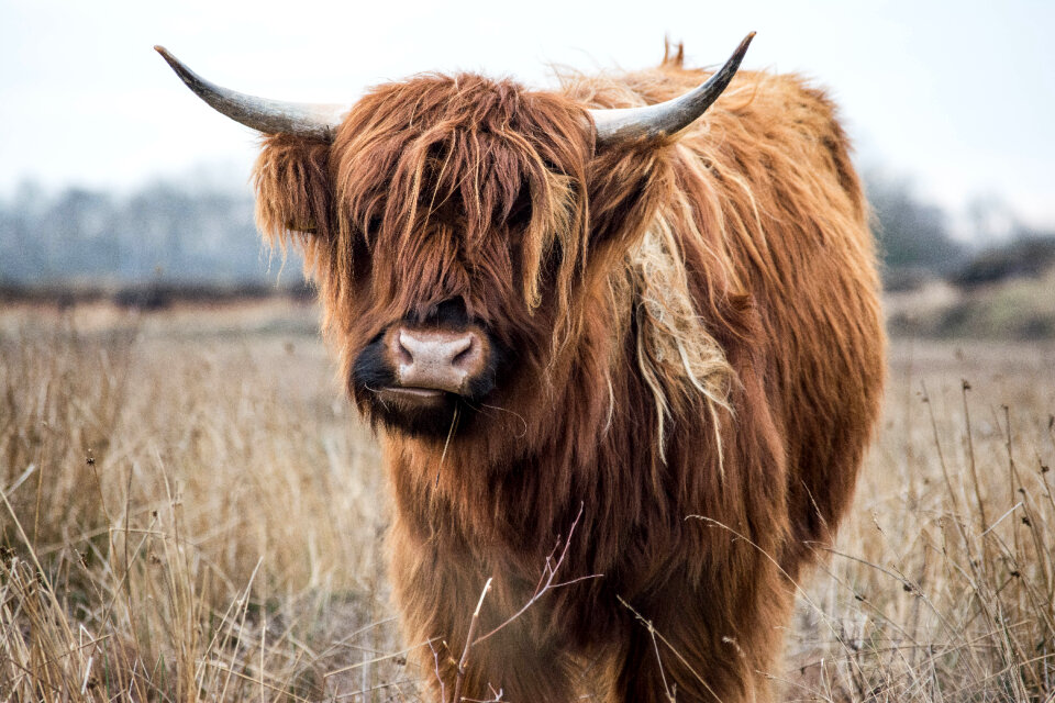 Highland cattle animal