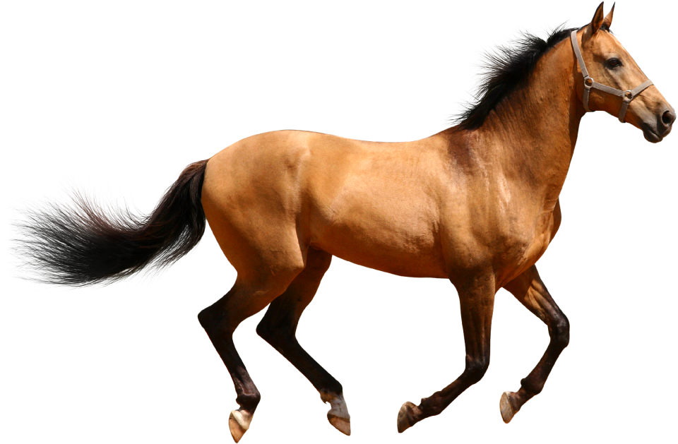Horse animal running