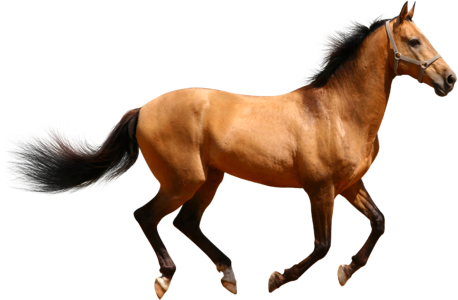 Horse animal running photo