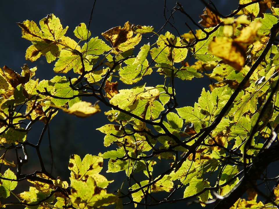 Acer pseudoplatanus maple acer