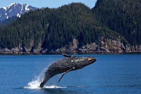 Humpback whale breaching photo