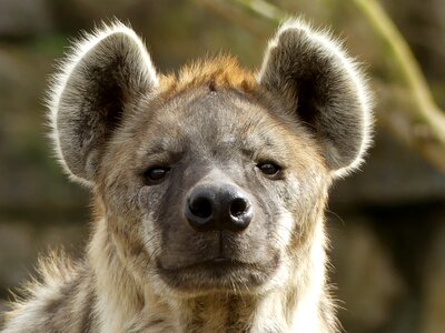 Hyena animal
