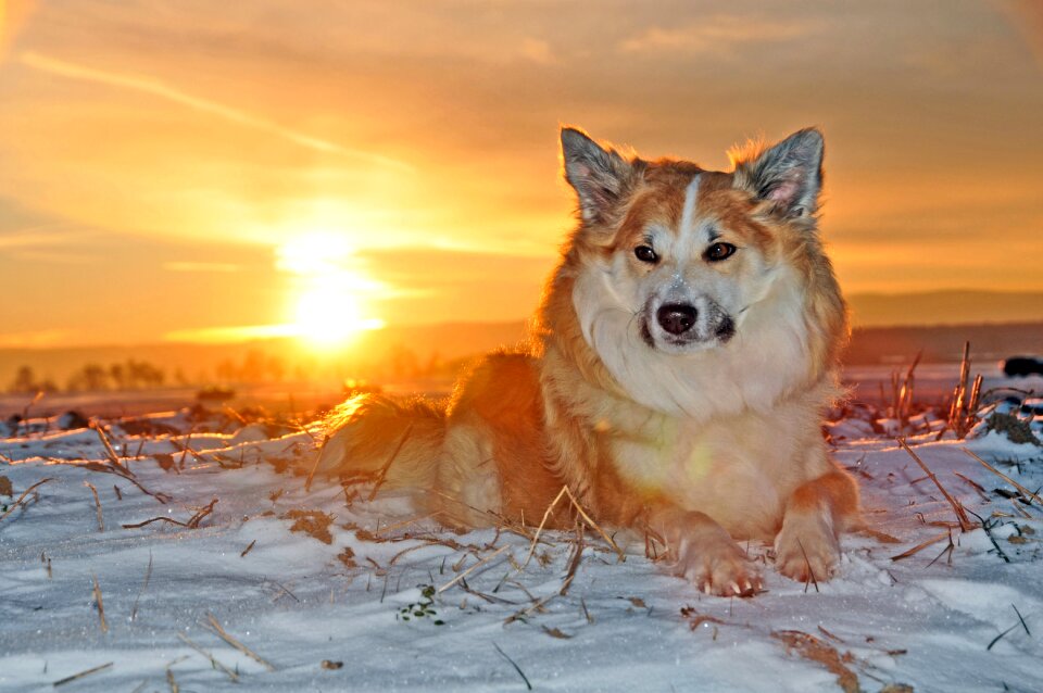 Iceland sheepdog animal sunset