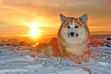 Iceland sheepdog animal sunset