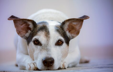 Jack russell terrier dog