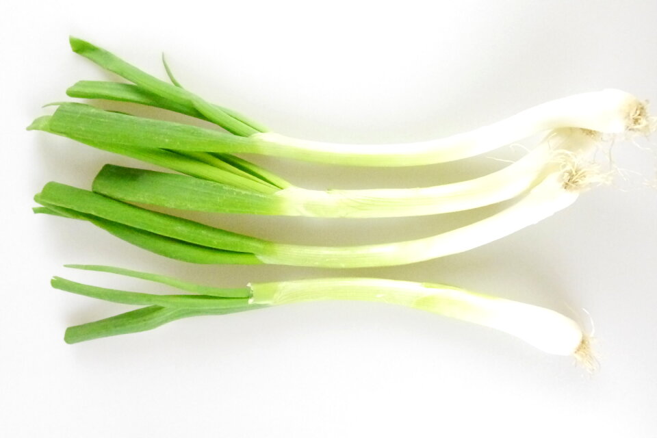 Japanese bunching onion vegetable