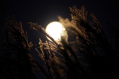 Japanese silver grass moon photo