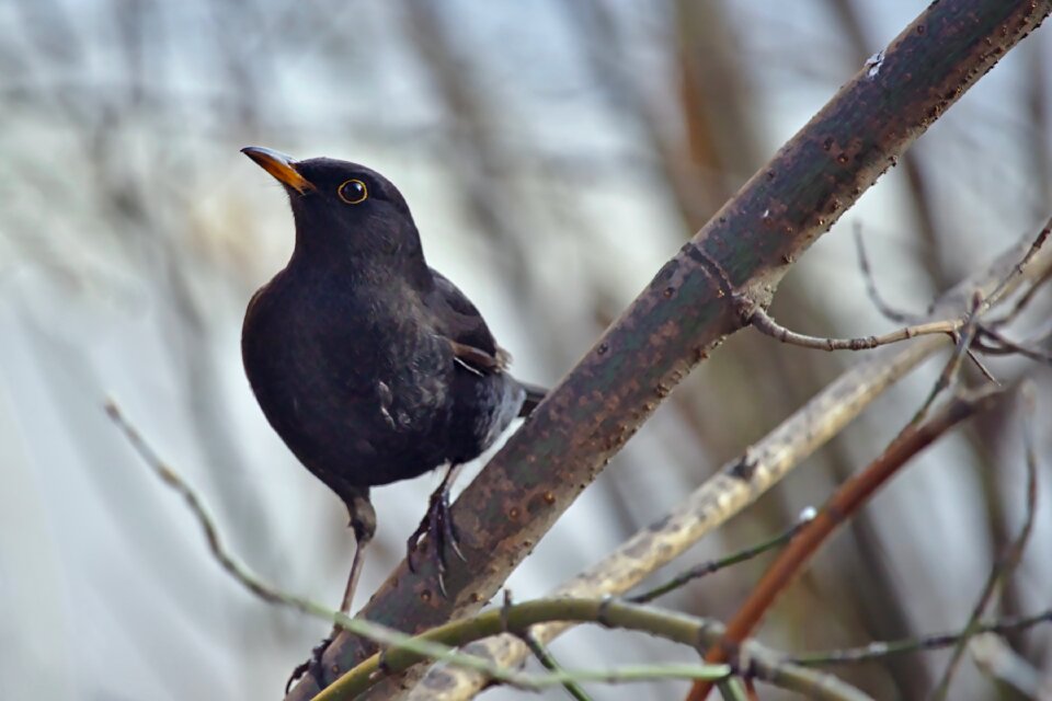 Japanese thrush bird