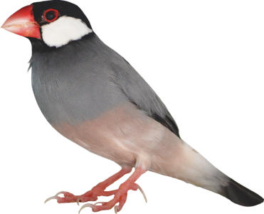 Java sparrow bird