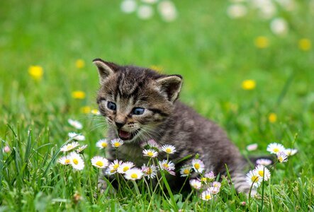 Kitten cat animal flower photo
