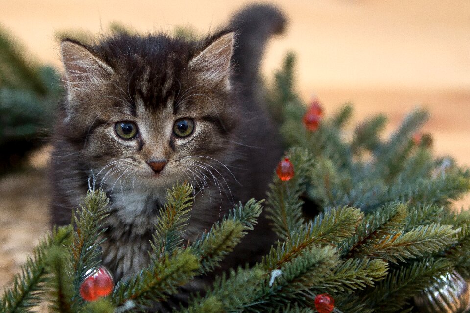 Kitten cat fir tree