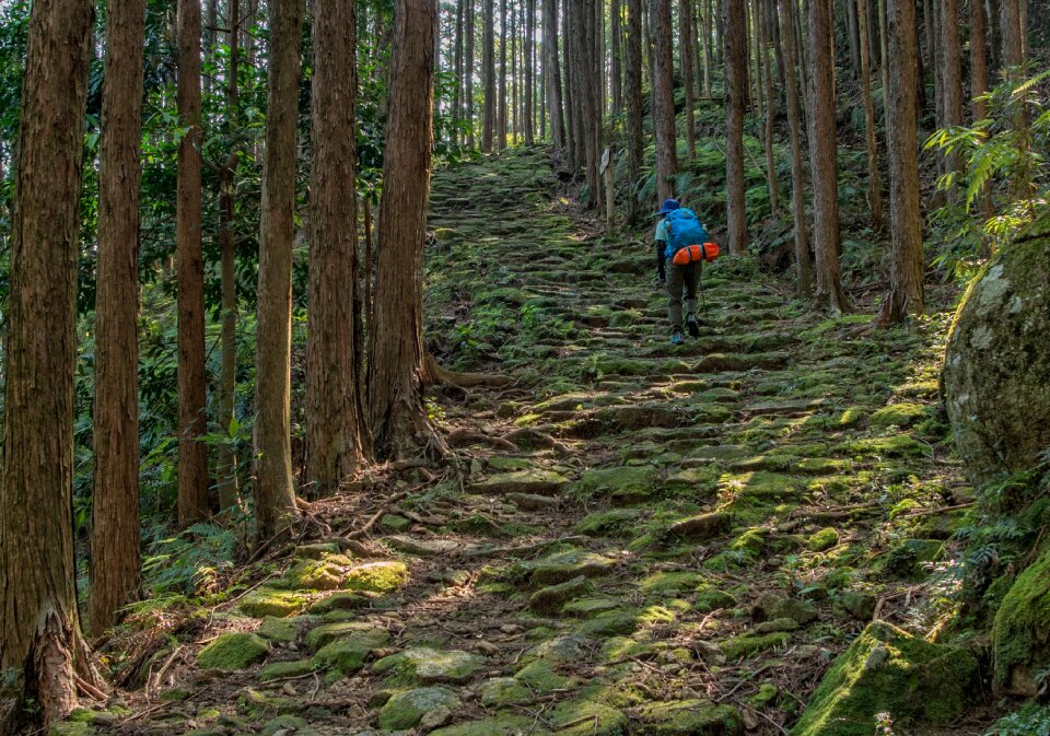 Kumano ancient road