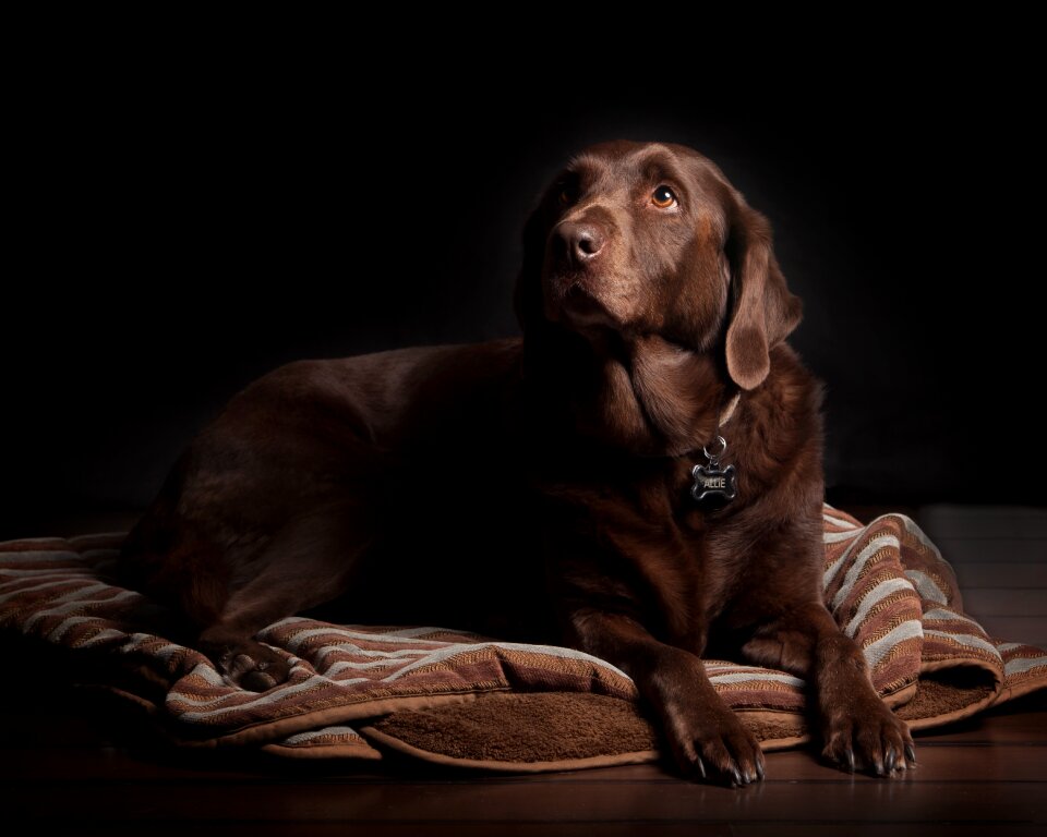 Labrador retriever dog animal