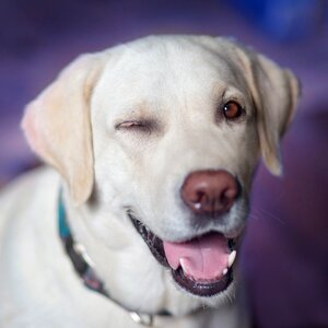 Labrador retriever dog wink photo