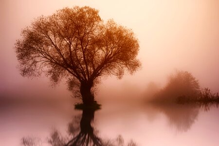 Lake fog tree