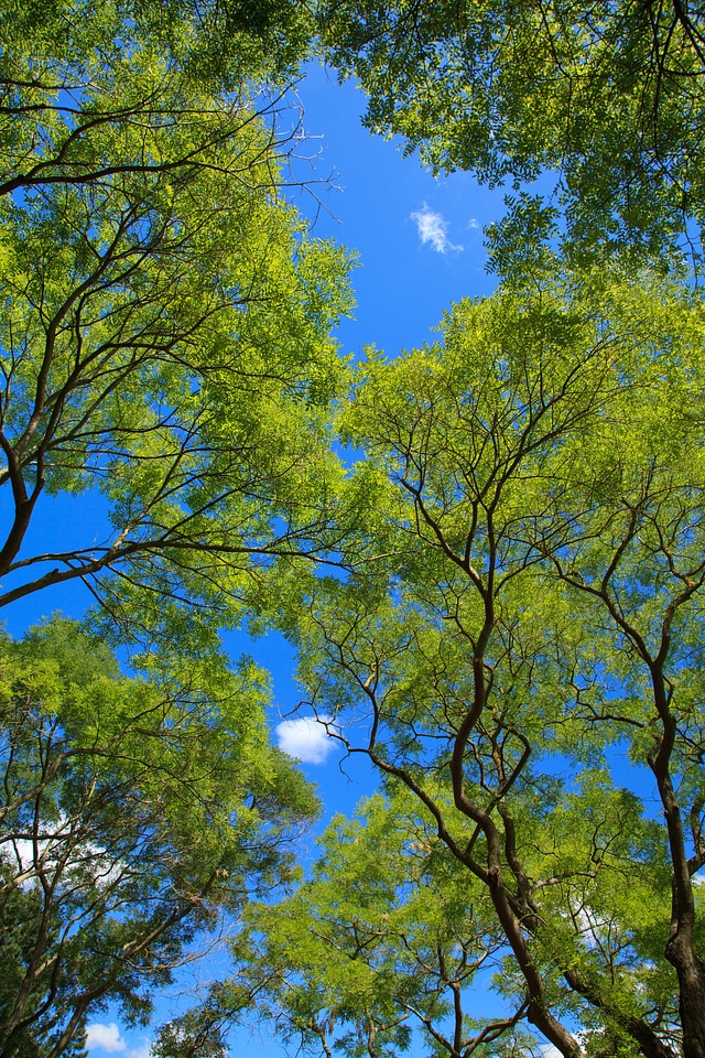 Canopy color environment