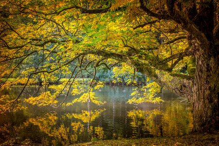 Lake tree autumn photo