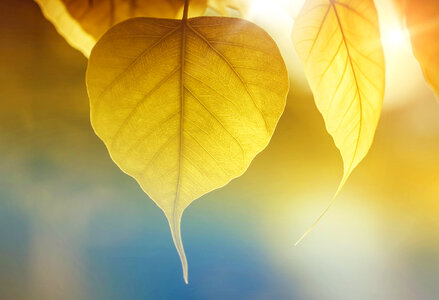 Leaves sunshine
