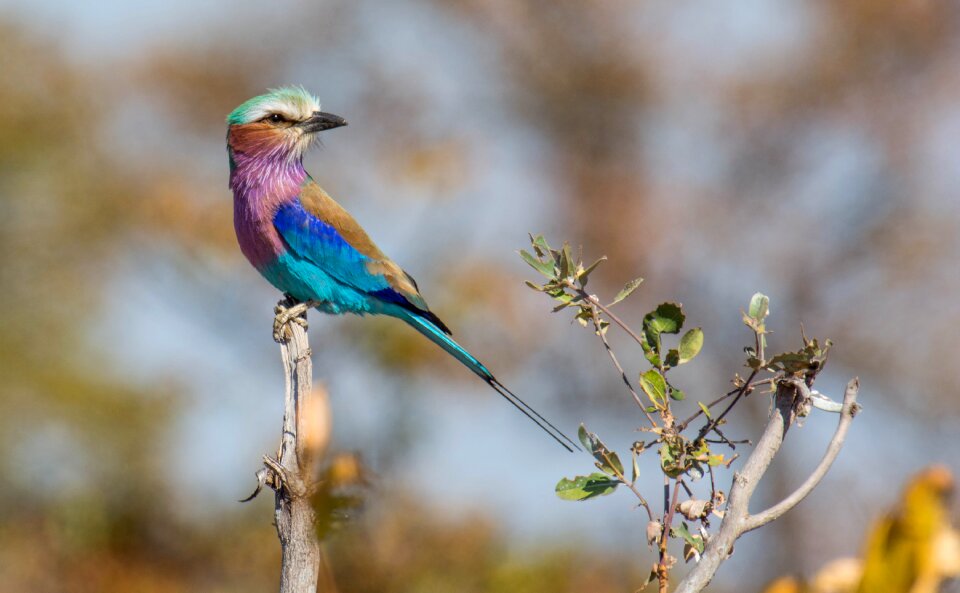Lilac breasted roller bird