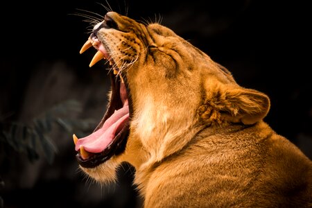 Lion animal yawn photo