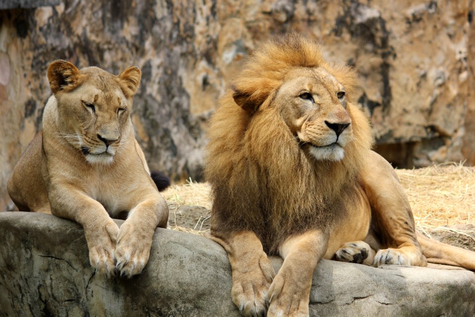 Lions animal photo