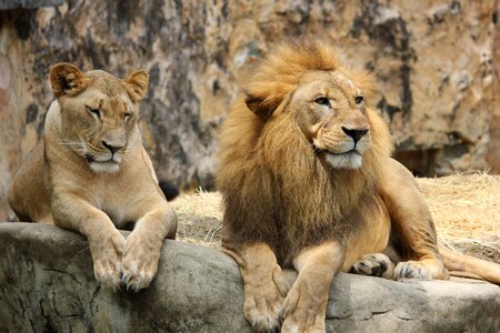 Lions animal photo