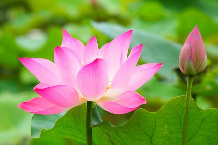 Lotus flower