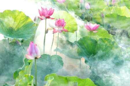 Lotus fog flower