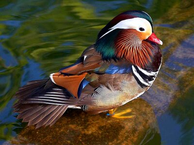 Mandarin duck bird