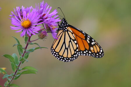 Monarch butterfly