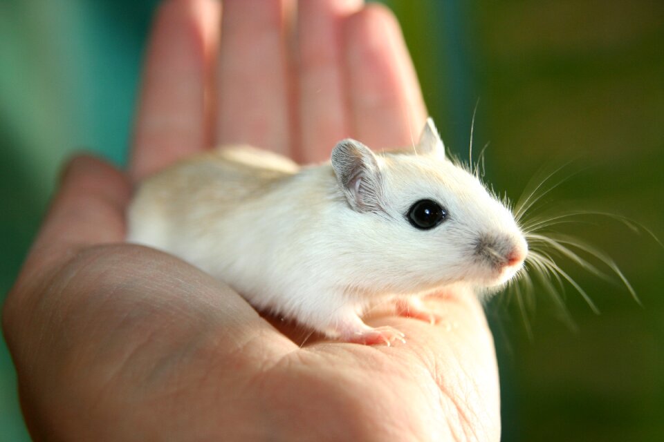 Mongolian gerbil mouse animal