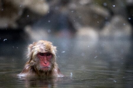 Monkey hot springs