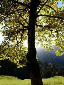 Maple acer deciduous tree