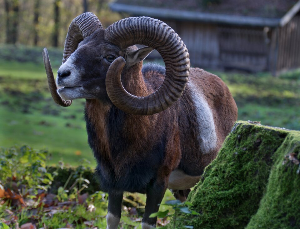 Mouflon sheep animal
