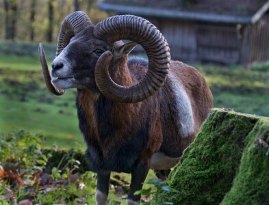 Mouflon sheep animal