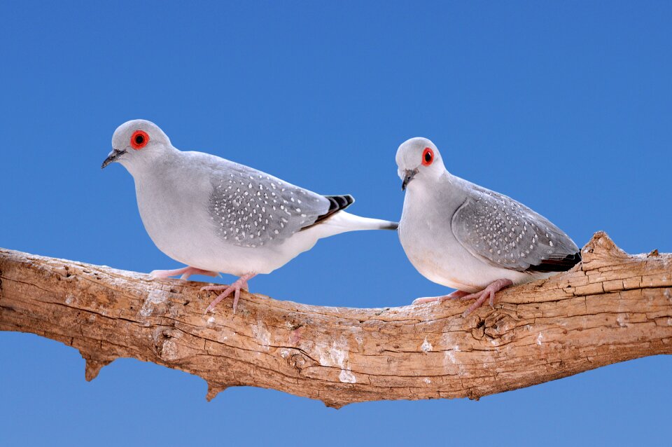 Mourning dove bird