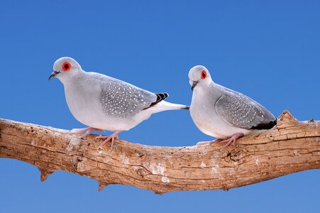 Mourning dove bird