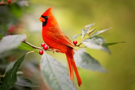 Northern cardinal bird photo