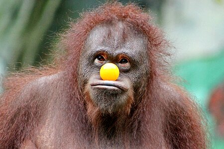 Orangutan monkey animal