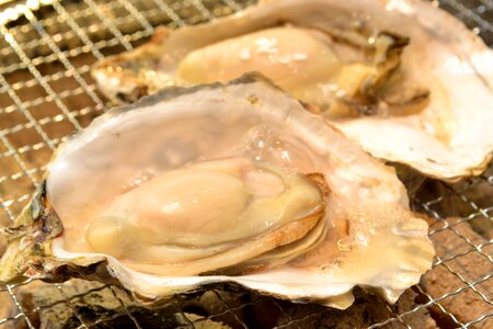 Oyster seafood