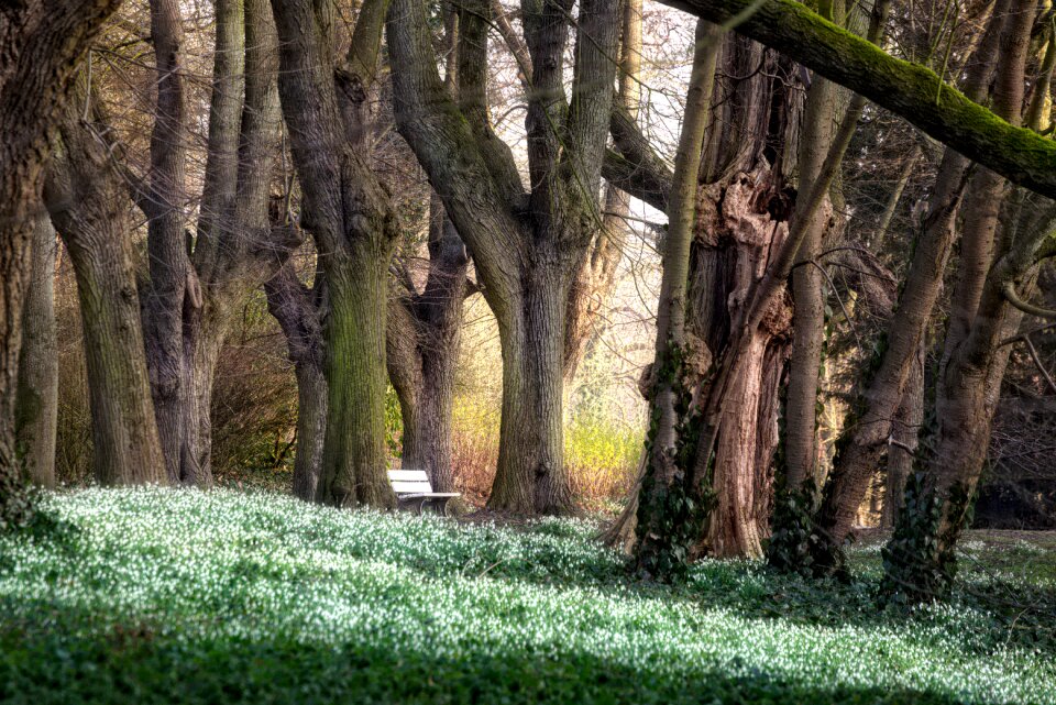 Park trees flower bench