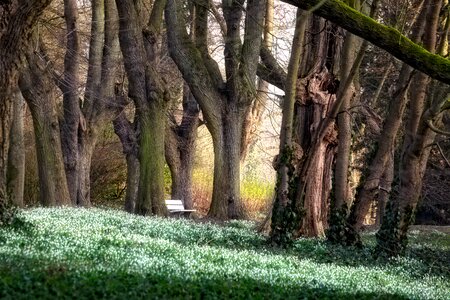 Park trees flower bench