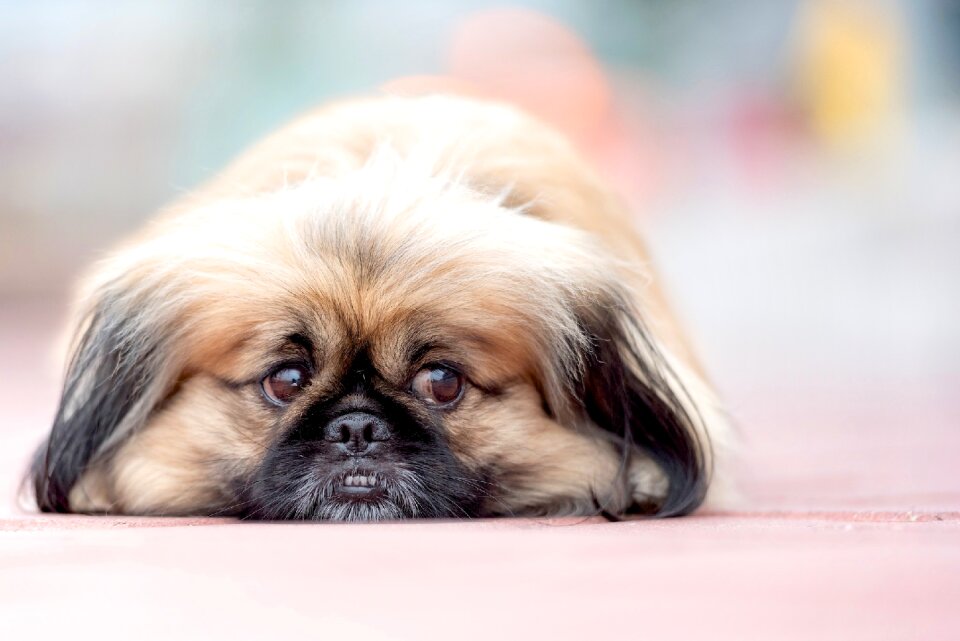 Pekinese dog animal