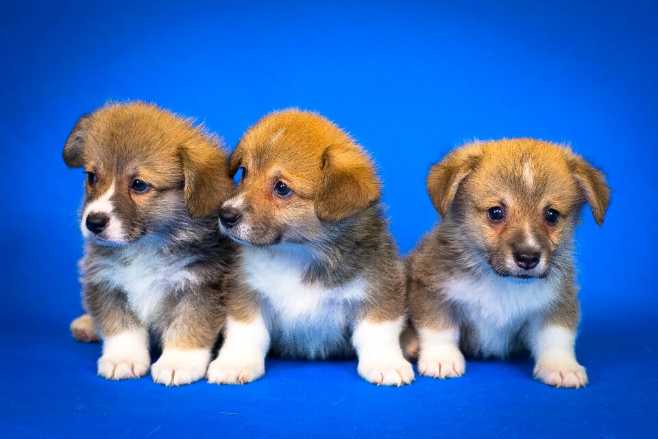 Pembroke welsh corgi dog animal