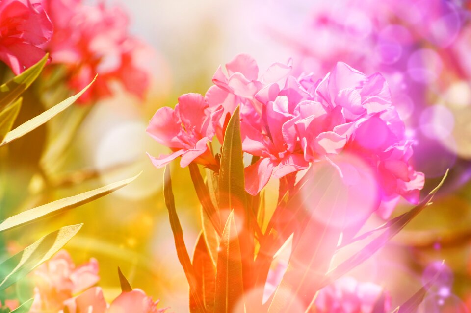 Persian cyclamen flower